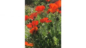 Bentley Priory Museum Poppies by Alan Caw