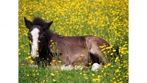 Foal in Flowery Spring Meadow by Simone Ecker