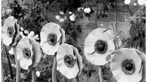 Remembrance Poppies by Lynda Bullock