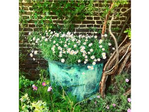 Daisies by Louise Lingwood