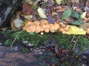 Fungi by Annie Cooper