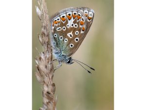 Highly Commended - Common Blue on Rye Grass by Bill Cooper