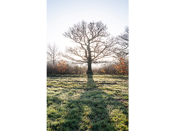 Oak tree on Merry Hill by John McCormack