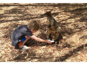 Thanks for feeding my Joey by Michael Beswick