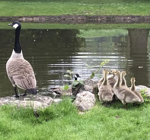 New Local Family by Melissa Frost