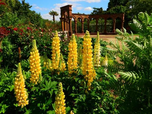 Winner, Bushey Rose Garden by Stephen Danzig